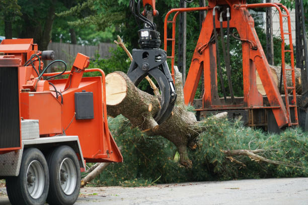 Trusted Santa Clara, UT Tree Care  Experts